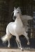Andalúzsky kôň