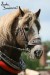 Českomoravský belgický kôň