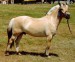 Fjordský kôň